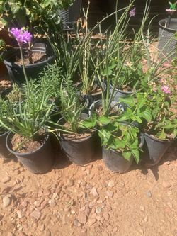 Plantas de 1gl