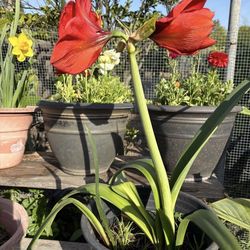 Amaryllis with flowers