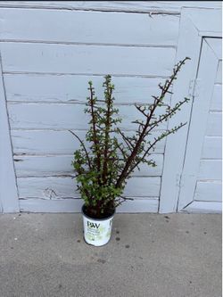 Large Elephant Bush Succulent