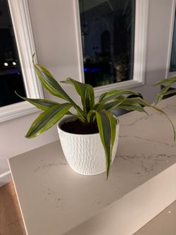 Dracaena – Variegated, Striped Leaves (Multiple Available)