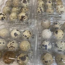 Quail Eggs