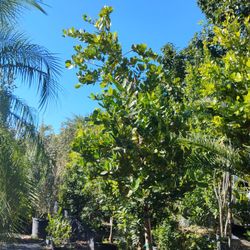 Calophyllum Trees 12-13ft $300