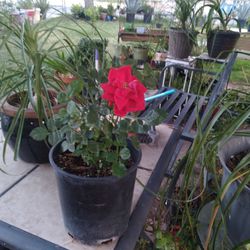 Mini Rose Plant,$8
