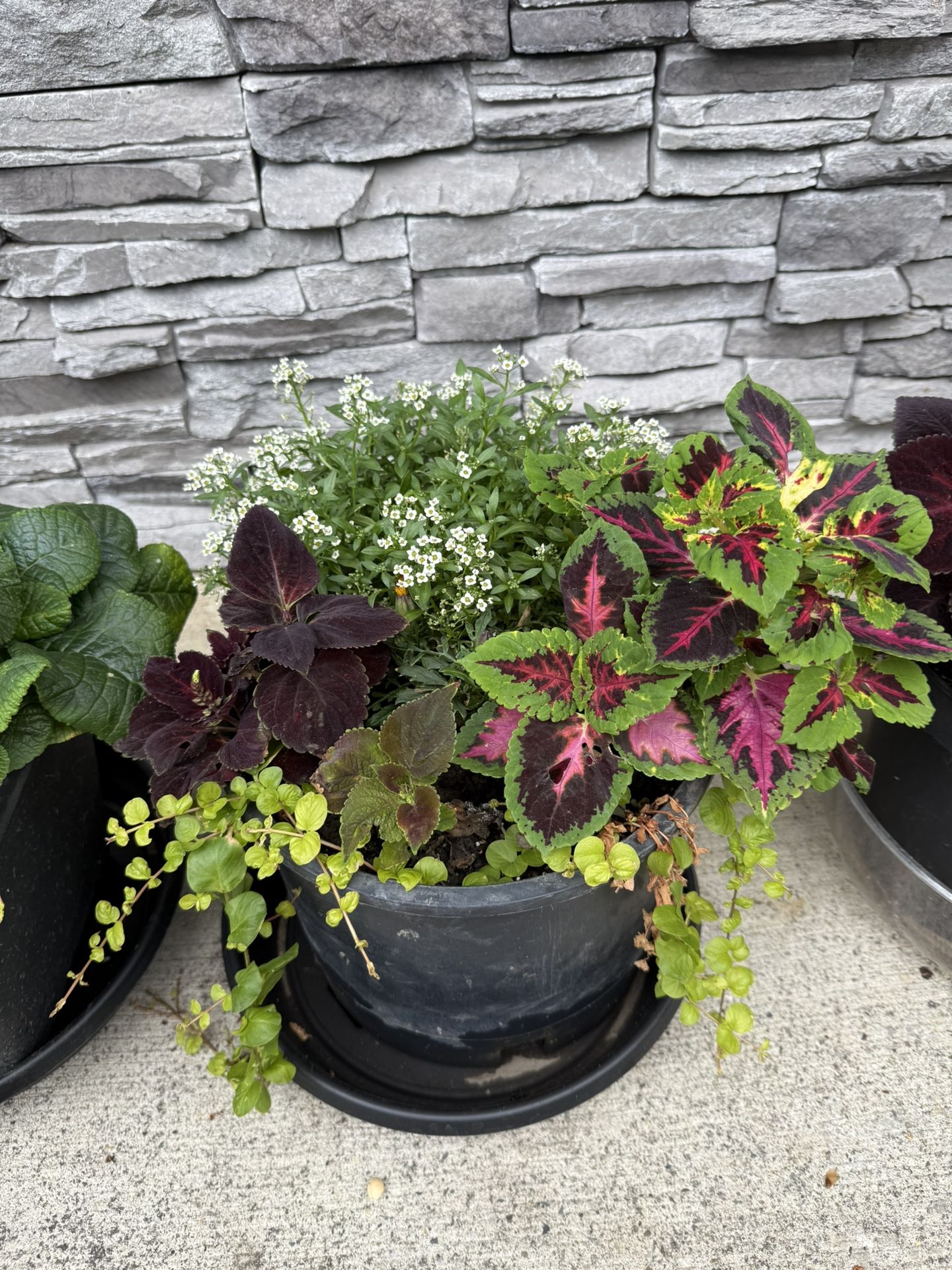 Coleus Plants Combo Alyssum In Large Pots Beautiful Vibrant