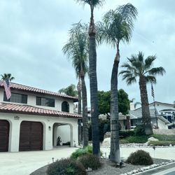 palms and trees trimming 