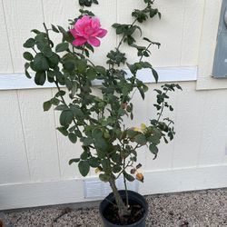 Pink Rose Plant In 5gl