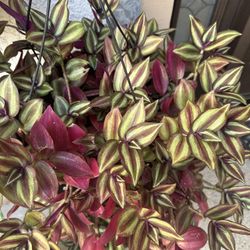 Tradescantia Zebrina House Plant Cuttings