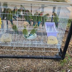 Birds Cage