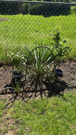 Free Yucca plants