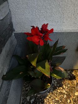 Red Canna Lily Potted Plant