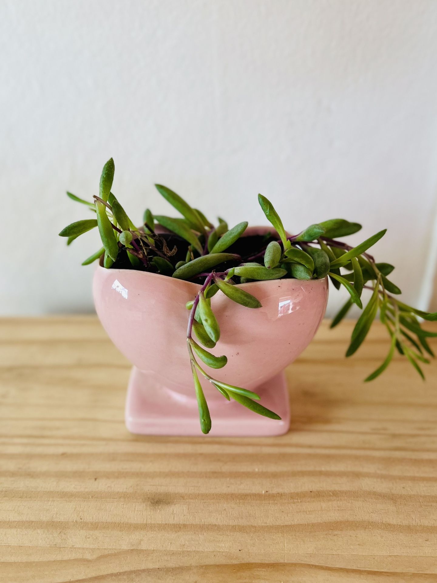 Brand New Heart Shaped Vase With Trailing Succulent