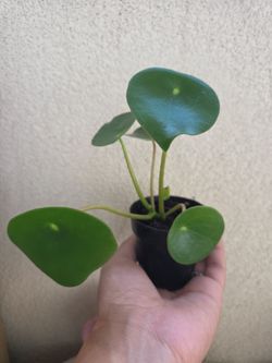 Plant