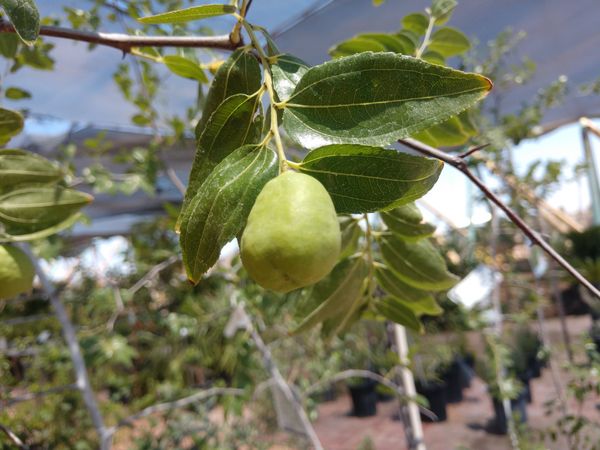 Li Jujube Tree for Sale in Phoenix, AZ OfferUp