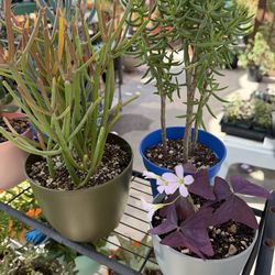A Variety Of Succulent Plants