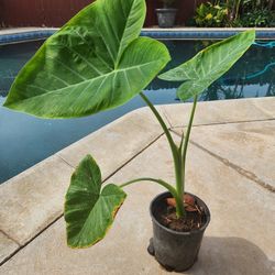 Ears Elephant Plant