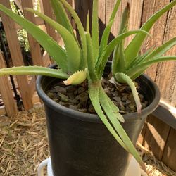 Aloe Vera Plant 