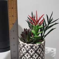 Desktop Succulent Decor 