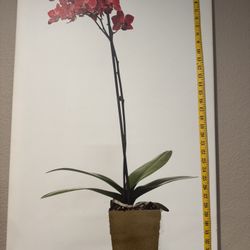 Orchid Canva