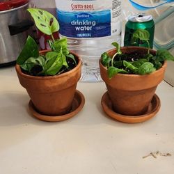 Golden Pothos W/ Swiss Cheese Plant | Planta Bonita