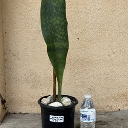 Whale Fin Snake Plant