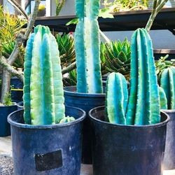 Peruvian Cactus w/ Exotic Blue Green Color - "Cereus Peruvianus"🌵