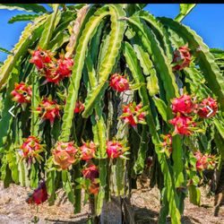 Dragon Fruit Plant