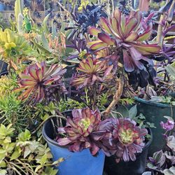 Plants - Succulent - Aeonium Mardi Gras