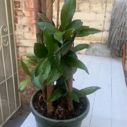 Hoya Carnosa Plant Vine 26 Inch Tall Healty.