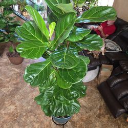 5ft 6in Tall Fiddle Leaf Fig Plant In 14in Corrugated Composite Pot With Stones And Shells