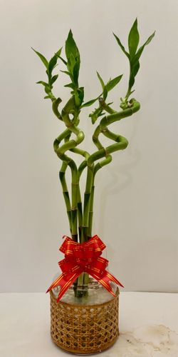 5  spiral lucky bamboo stalks in glass vase