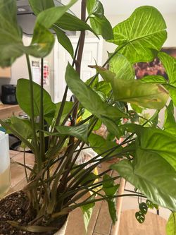 Planta