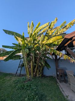 Blue Java banana pups
