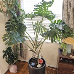 Monstera
