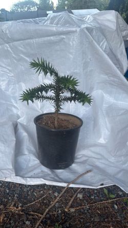 3-4 year old monkey puzzle tree.