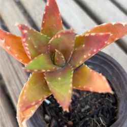 “Alligator Aloe” Succulent Plant 