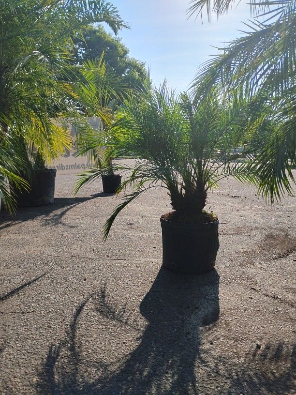 Palms Delivered