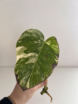 Monstera Albo Cutting
