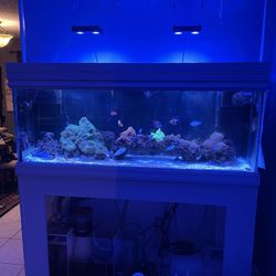 Salt Water Tank 