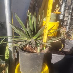 Queen Victoria Agave