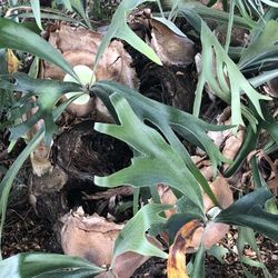 Stag Horn Fern 3.5 Feet