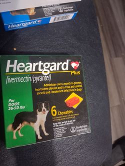 Dog stuff