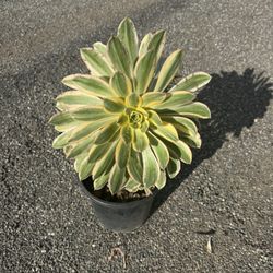 Sunburst Succulent 
