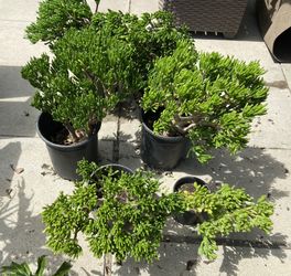 Five Gallon :: Finger Jade Succulents 