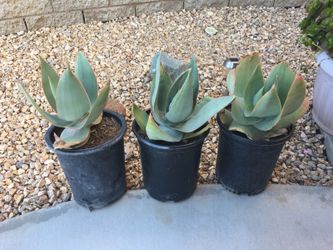 Succulents