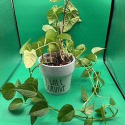 Rae Dunn “I Will Survive” Pot With Real Plants