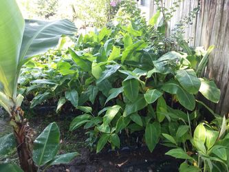 Banana and plantain plants