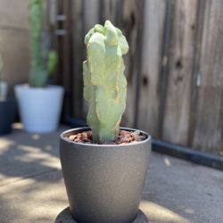 Small Totem Pole Plant 
