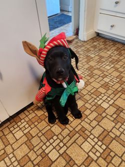 Elf Costume For Dog Or Cat