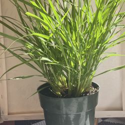 Pampas Grass 