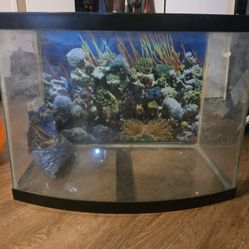 20 Gallon Fish Tank Curved